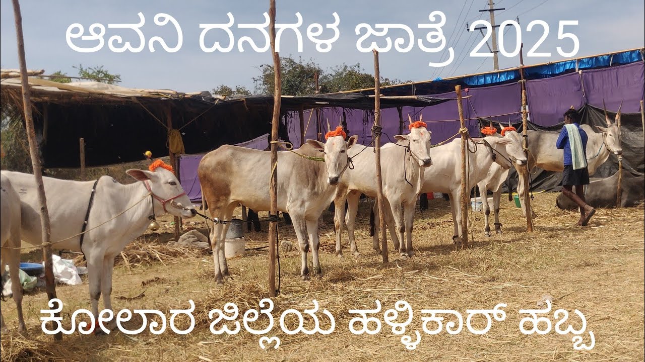 Avani cattle fair 2025 ಆವನಿ ರಾಮ ಲಿಂಗೇಶ್ವರ ದನಗಳ ಜಾತ್ರೆ