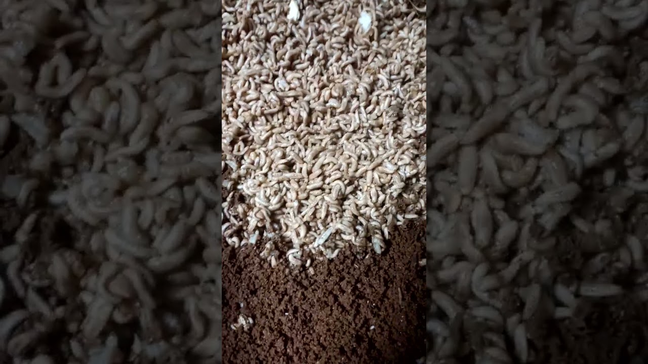 Cách nuôi sâu canxi nhanh lớn. Mới 8 ngày mà đã to bằng hạt gạo,có con to bằng hạt cơm...