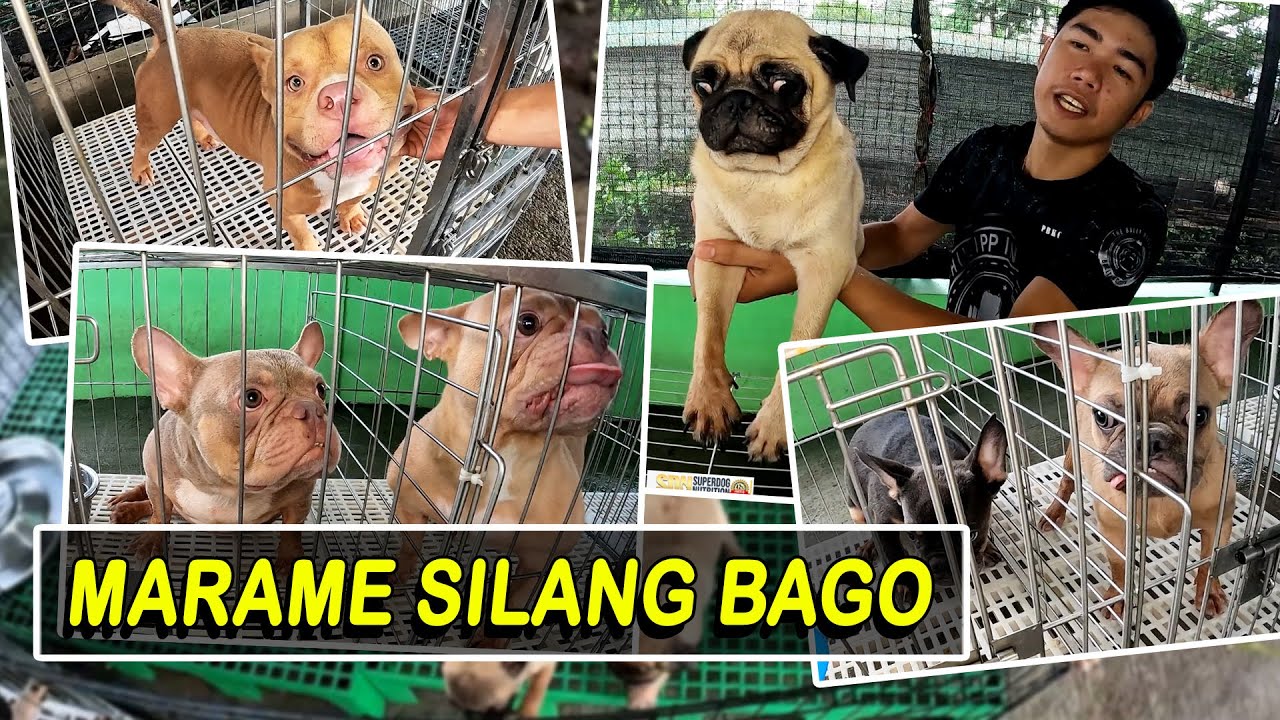 FRENCHIE, ENGLISH BULLDOG, BULLY AT PUG MARAME NGAYON SA BRAZILIAN KENNEL