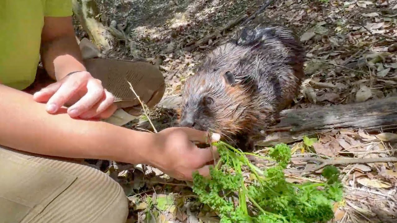 ほとんどの動物が食べない野菜を食いしん坊なビーバーにあげてみたら…