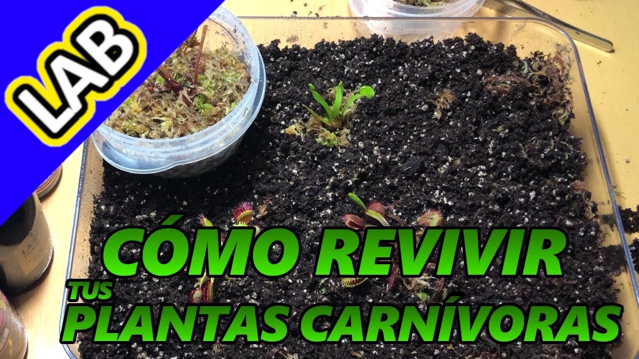CÓMO REVIVIR TUS PLANTAS CARNÍVORAS