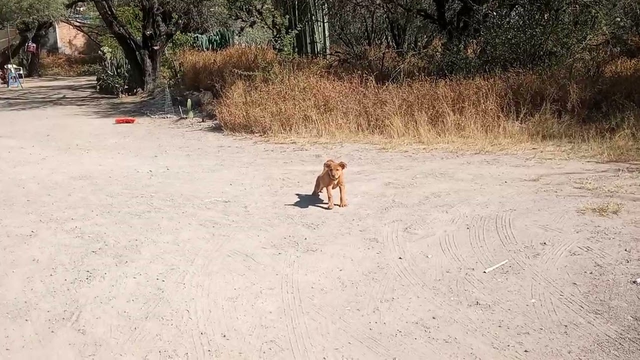 Bimo Ratón mi perrito Tomando el sol