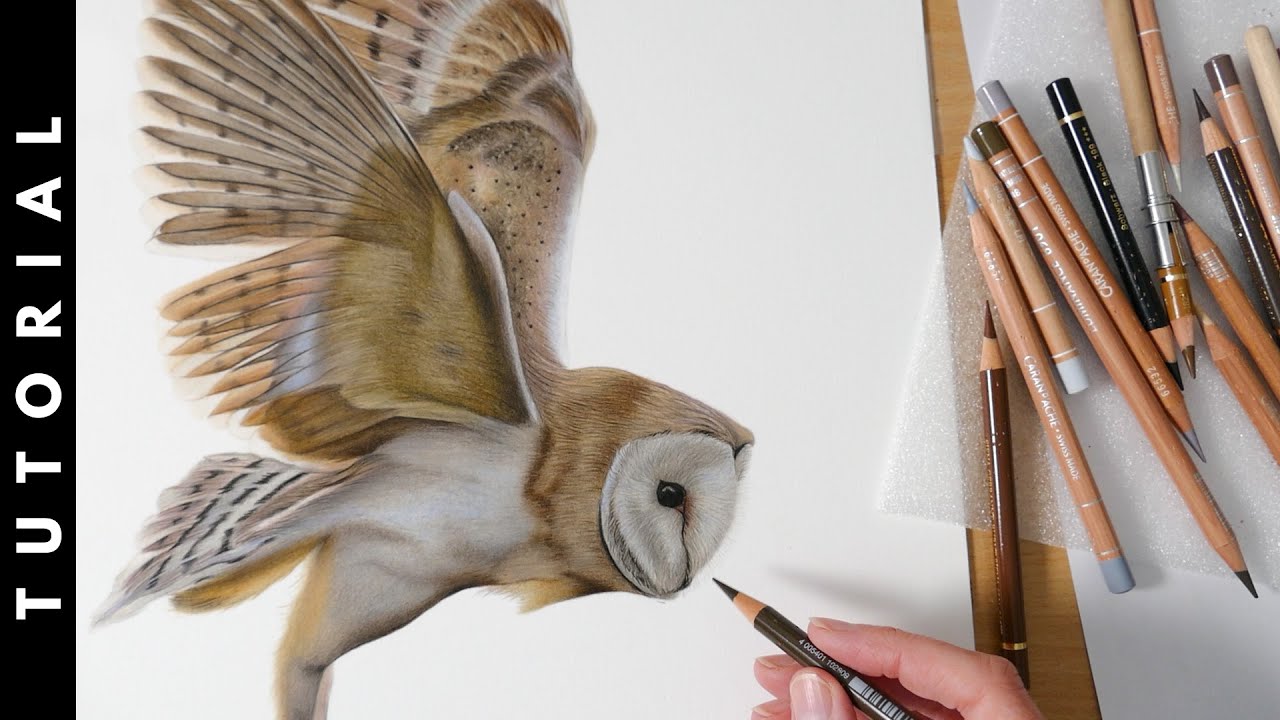 TUTORIAL | How To Draw A Barn Owl In Colored Pencil