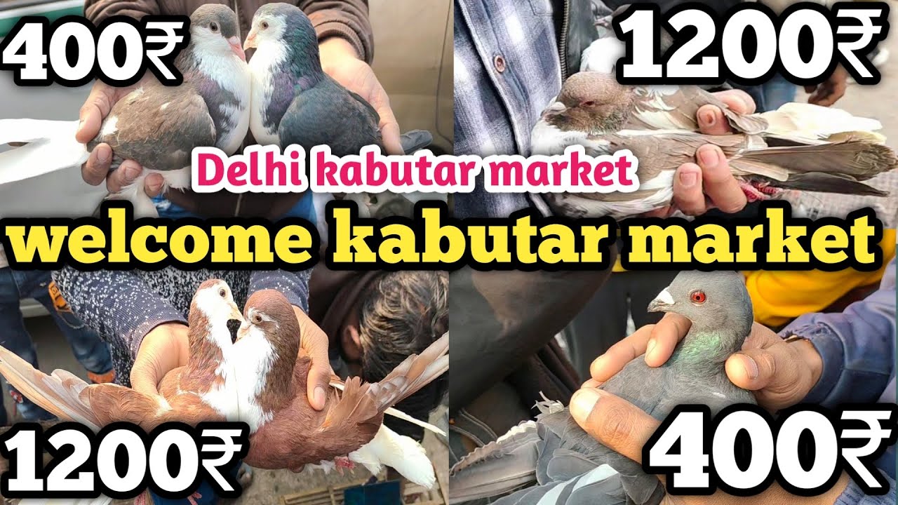 welcome chowk kabutar market Delhi pigeon market gole kabootar madrasi kabutar sale