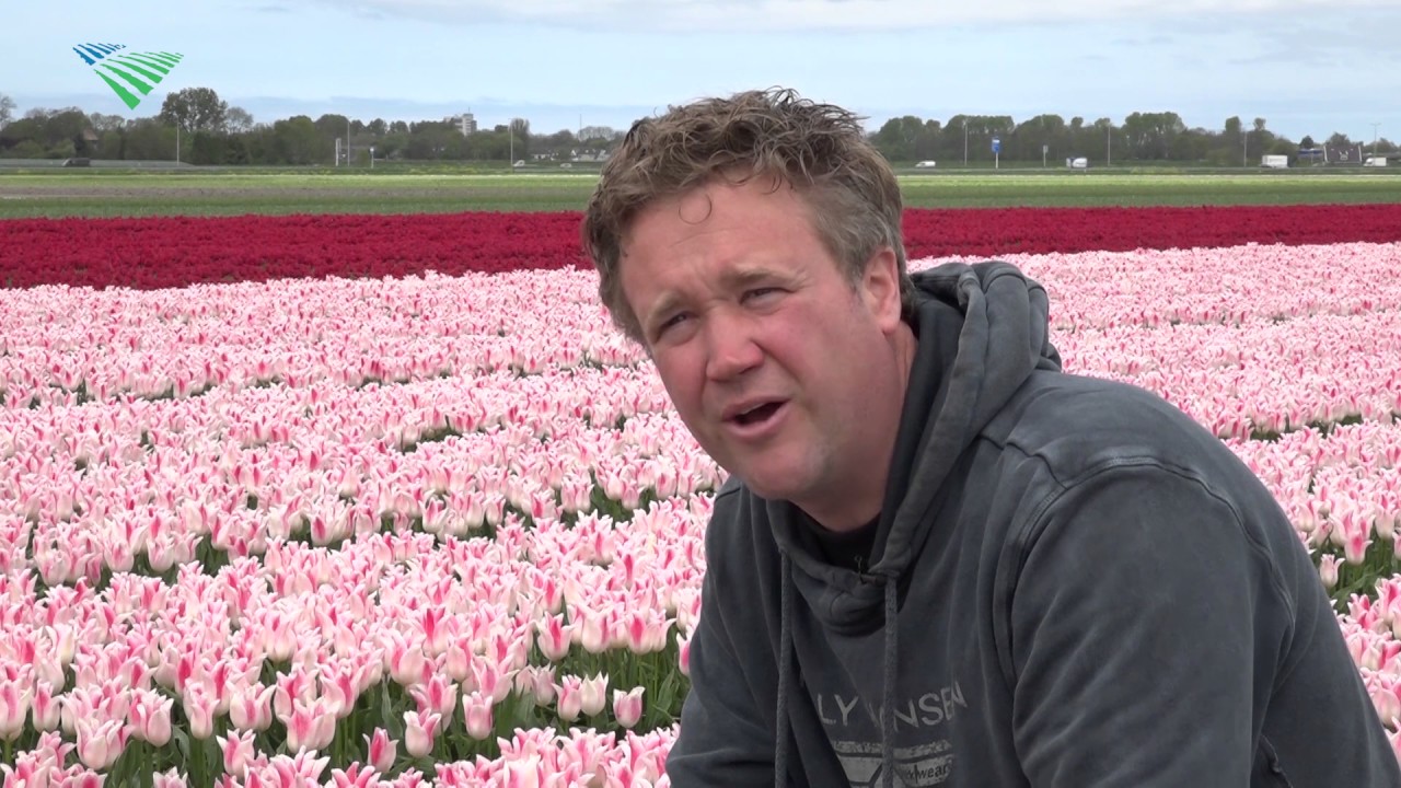 Tulpen groeien langzamer door kou