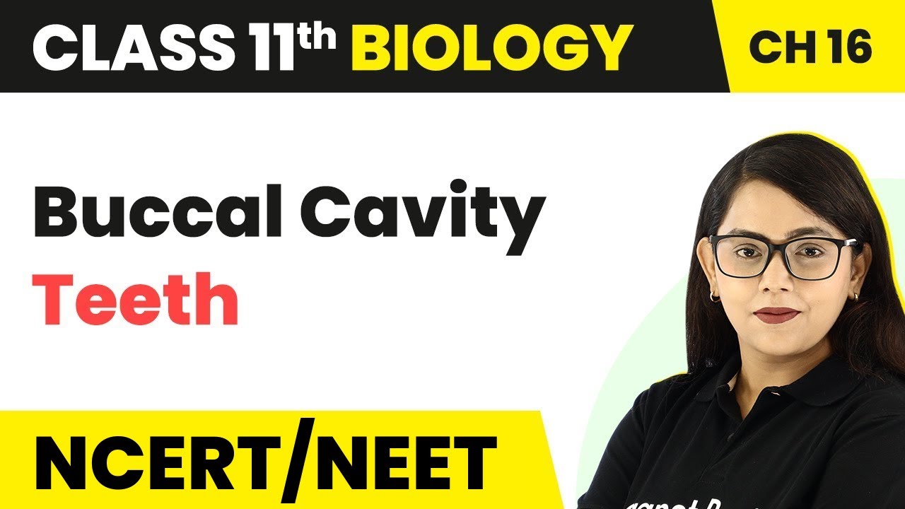 Buccal Cavity: Teeth - Digestion and Absorption | Class 11 Biology