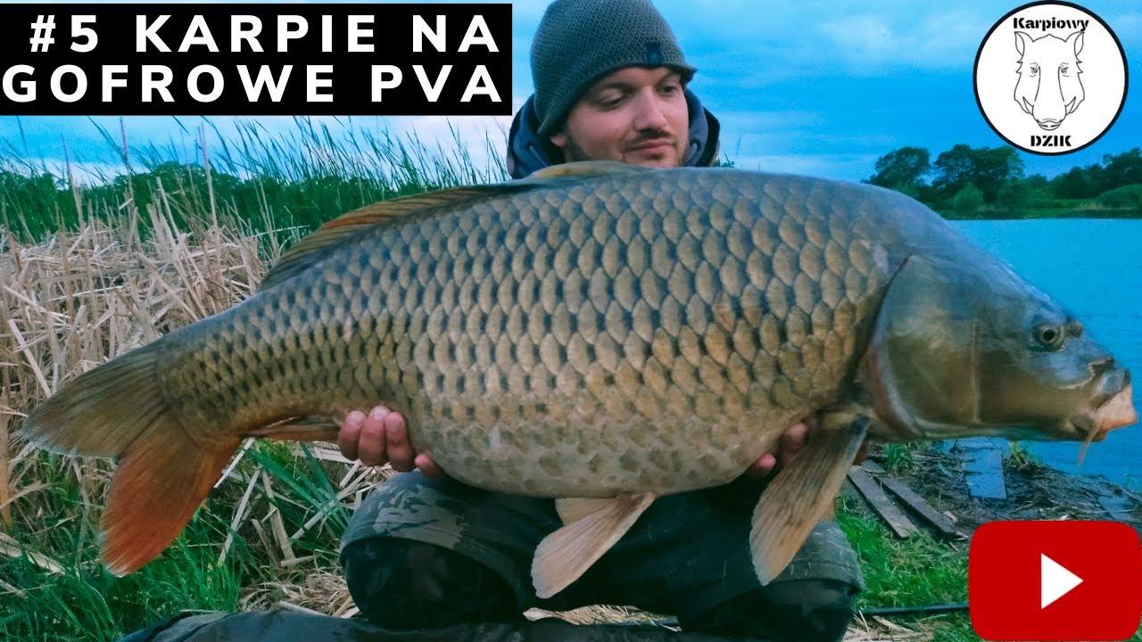 Czerwcowe karpiowanie / Karpie na Gofrowe PVA- Mała Szwecja