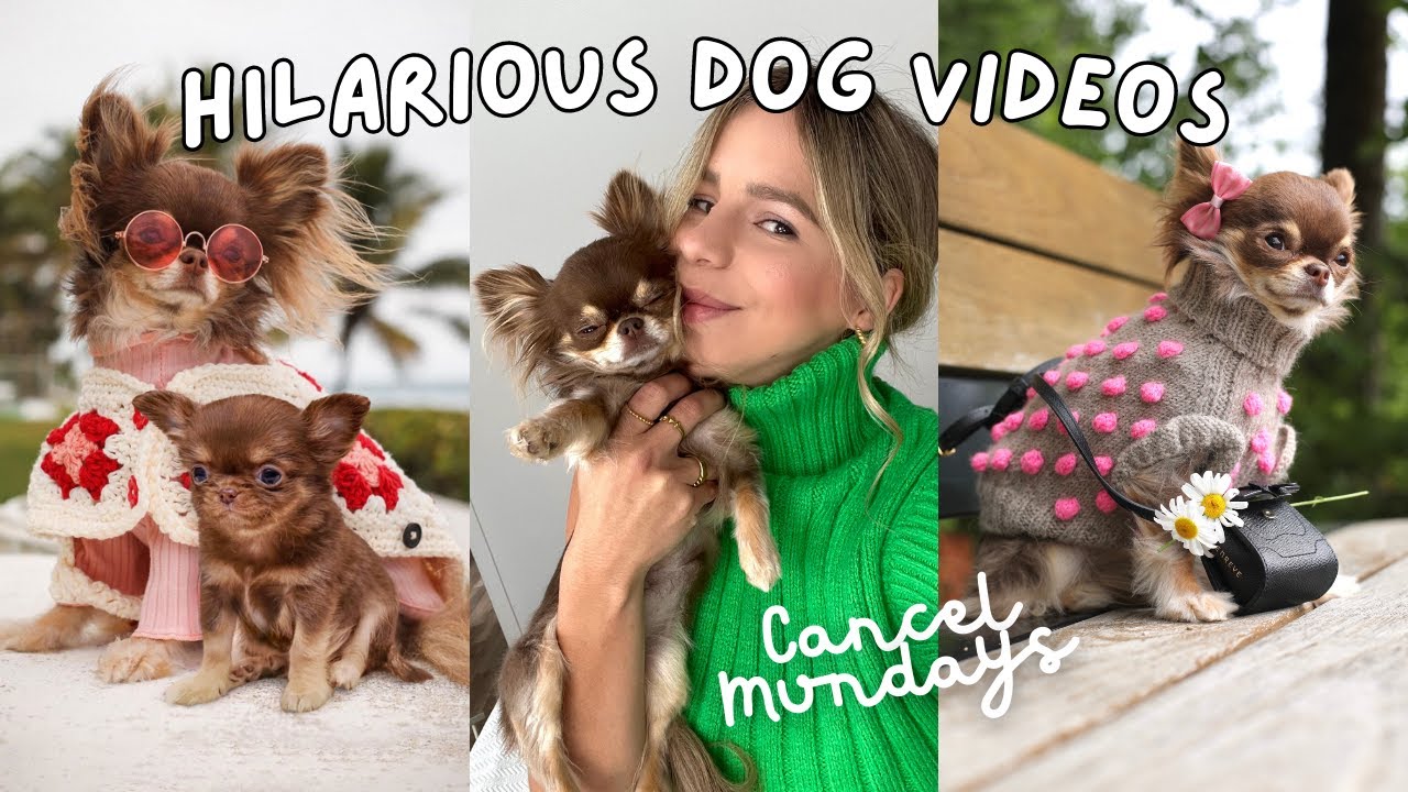 Tiny Dogs FUNNIEST Videos (Hysterical!!) / Part 3 (2023)
