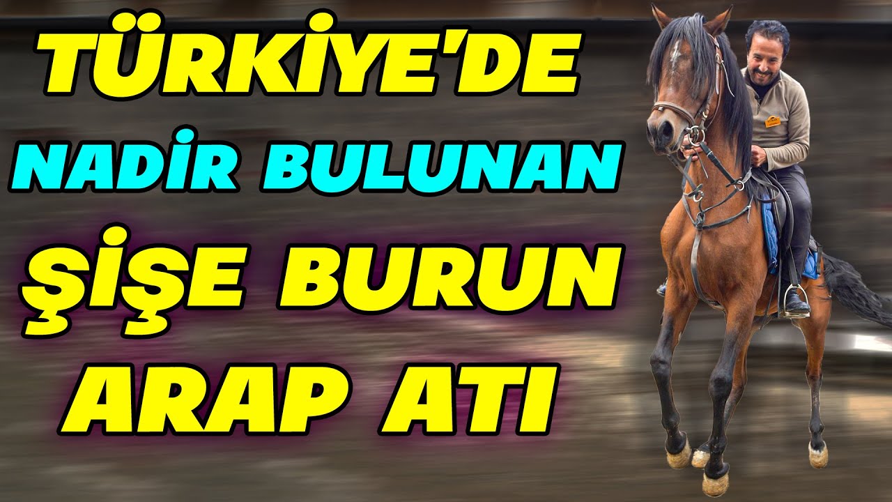 Bu Atları Parayla Almak Çok Zor 