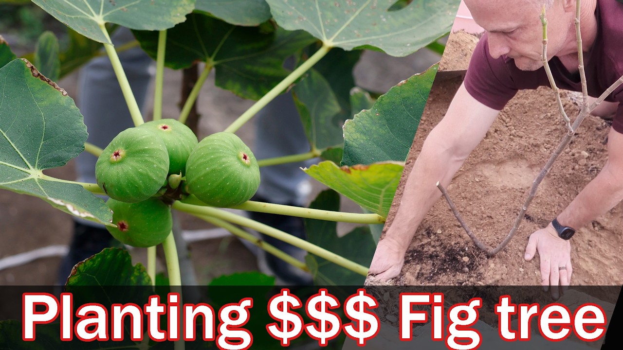 Planting My Most Expensive Fig Tree! Jolly Rancher (TFH-270) from The Fig Hunter – The Pot Struggle!