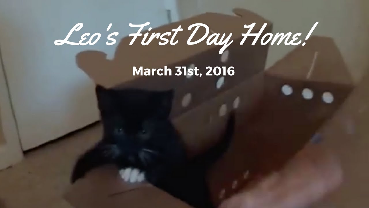 Bringing Home Tuxedo Kitten!