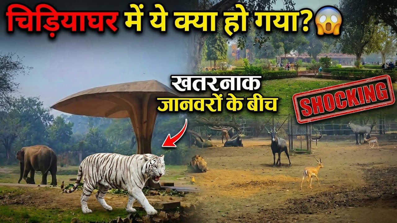 🐘 भारत के खूबसूरत 🦁 चिड़ियाघर कि सैर || Amazing Zoo Vlog #delhizoologicalpark #delhizoo #delhivlog