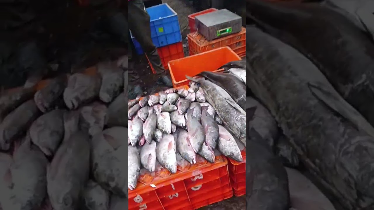 Goa Wholesale fish market @2024