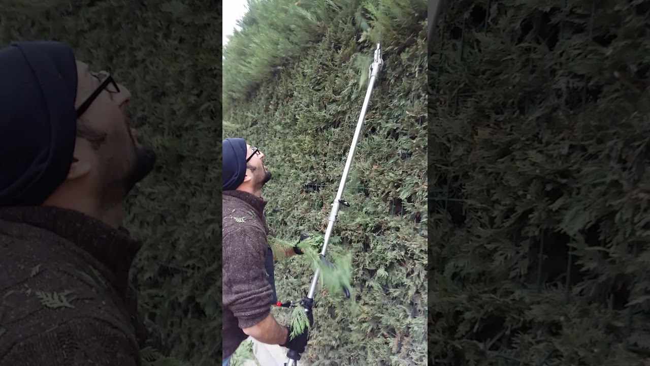 Leylendi Çit Budama
