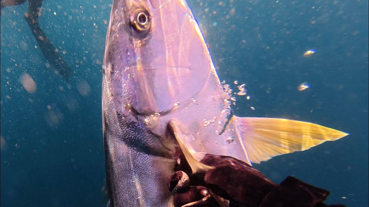 Spearfishing the Southernmost Tip of AFRICA