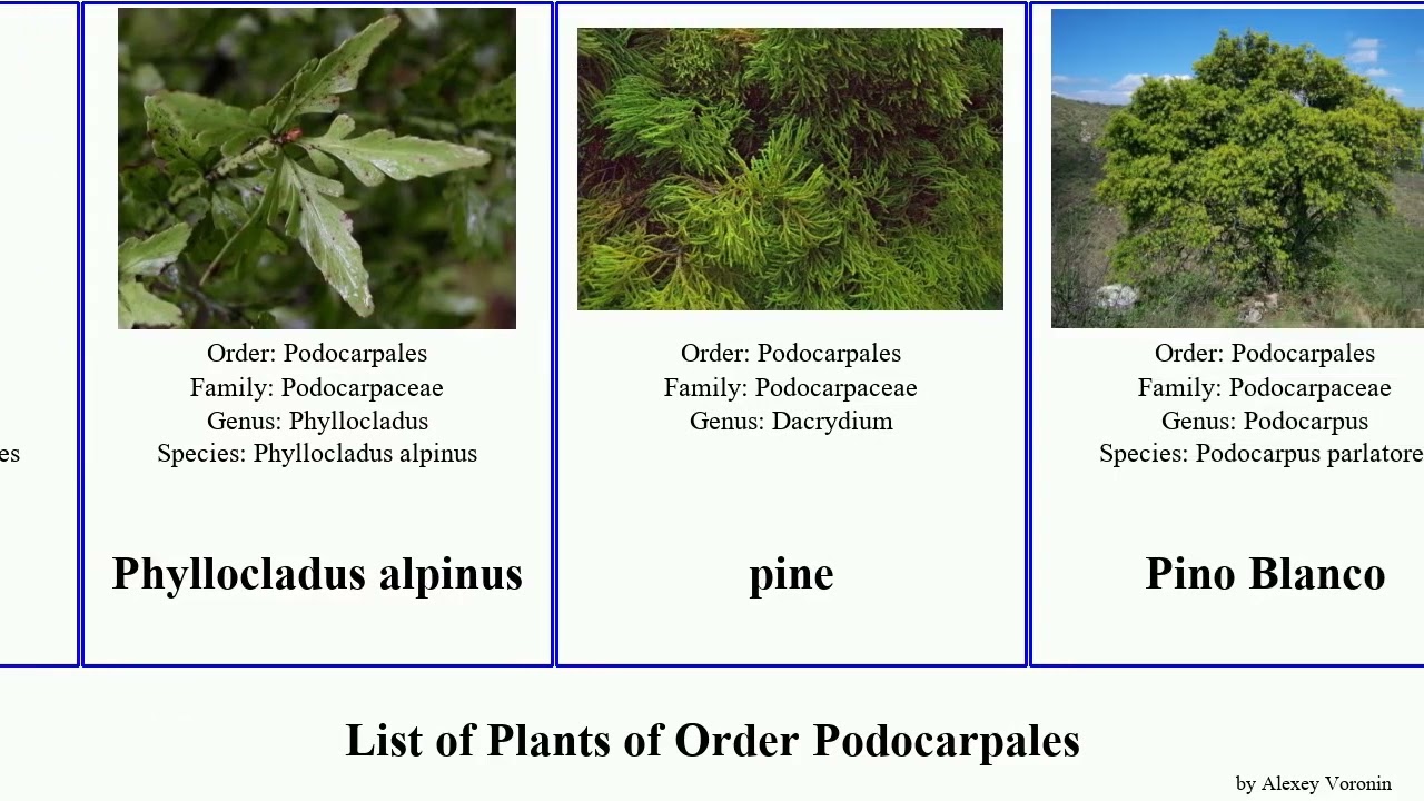 List of Plants of Order Podocarpales podocarpus pine yellowwood plum yew usta bayberry chinensis