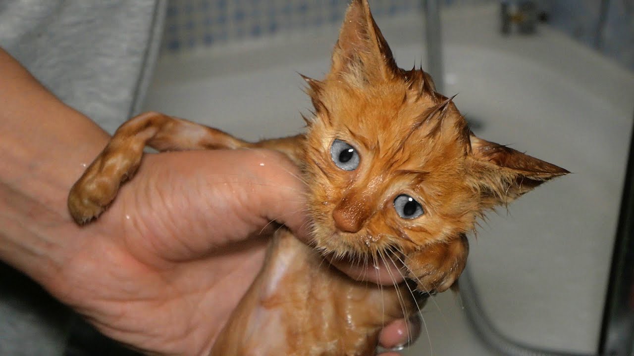 Abandoned Kitten Crying At The Trash Cans | Bath Time