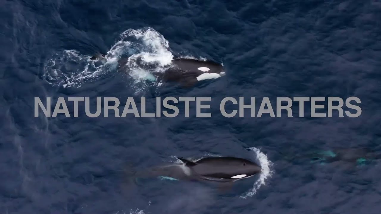 Bremer Bay Orca Tours 2024