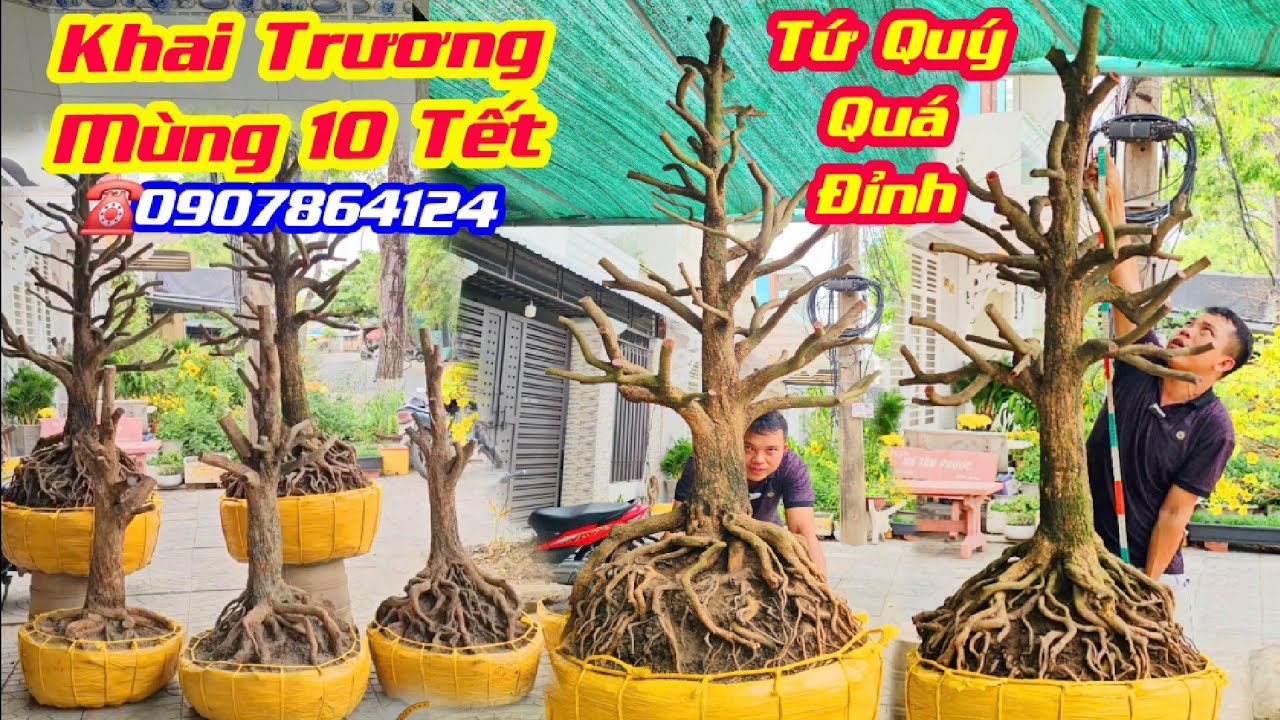 Mùng 10 Tết #0907864124, Báo Giá Phôi Tứ Quý Đế Cực Đỉnh, Chi Cành Quá Phê/ CS Cần Thơ
