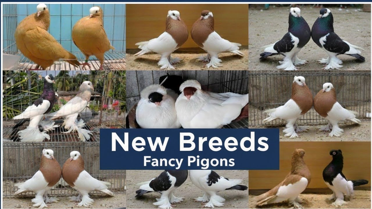 GUJARAT TOP QUALITY || FANCY KABOOTAR PIGEON FANTAIL SIRAJI  MAGPIE POUTER 🔥 FOR SALE 🔥 M.9265125007