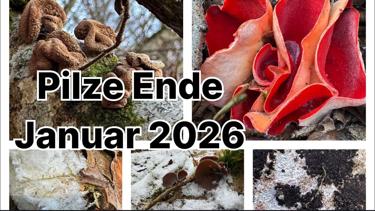Pilze Ende Januar 2026