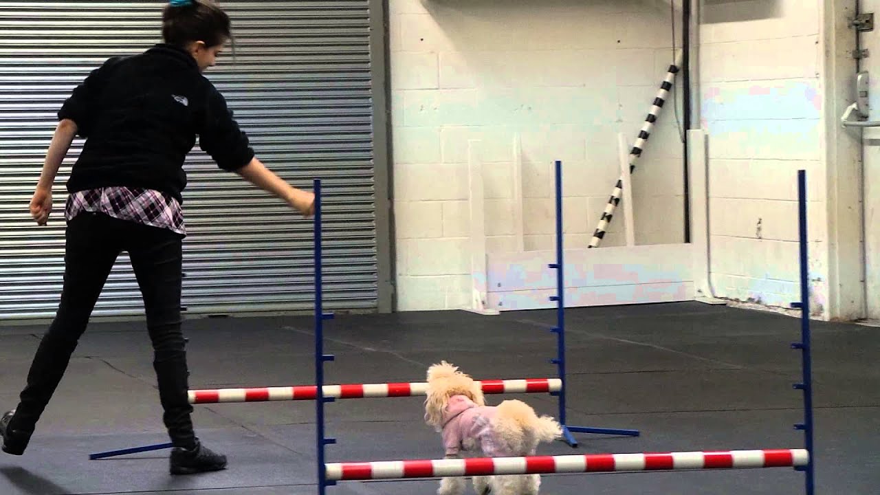 Bellas first try in agility class!