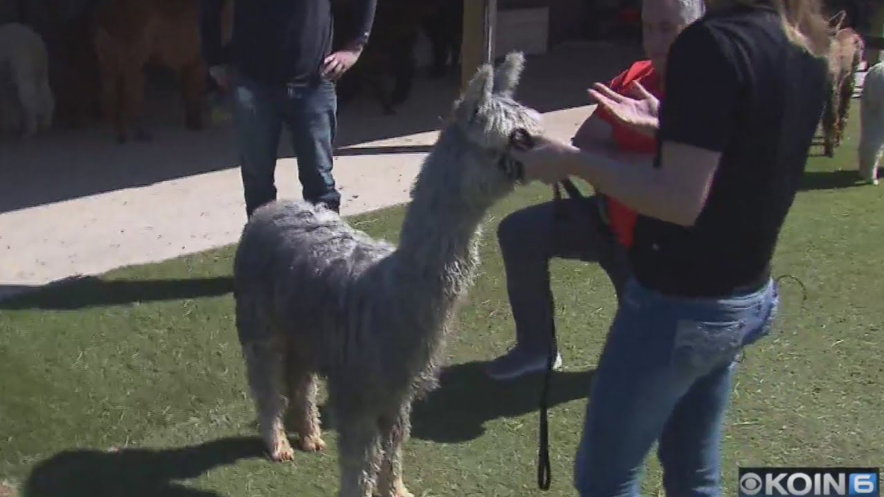 Better than cashmere: Silky alpaca fiber