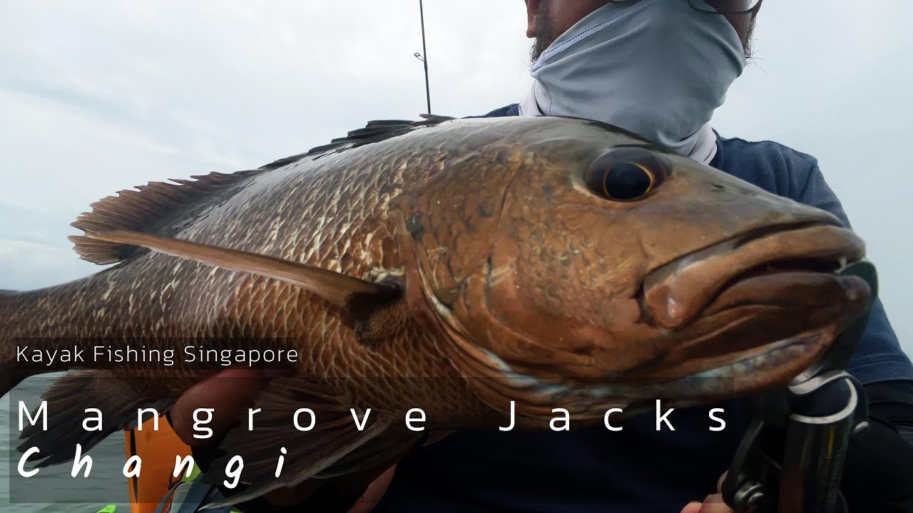 Loads of Mangrove jacks! Kayak fishing Singapore