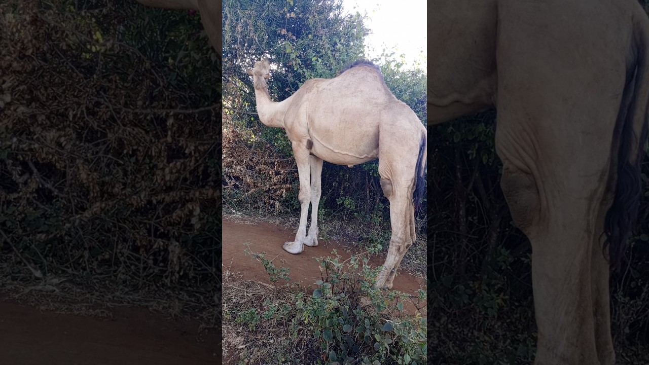 Young Camel Feeding in Tanzania, Africa