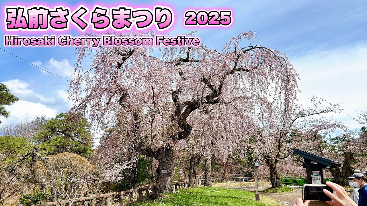 弘前さくらまつり2025 Hirosaki Park Cherry Blossom Festival🌸　2025 4/19・4/20