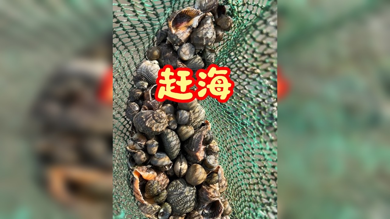 #记录生活 #赶海生活 #赶海赶海赶海啦