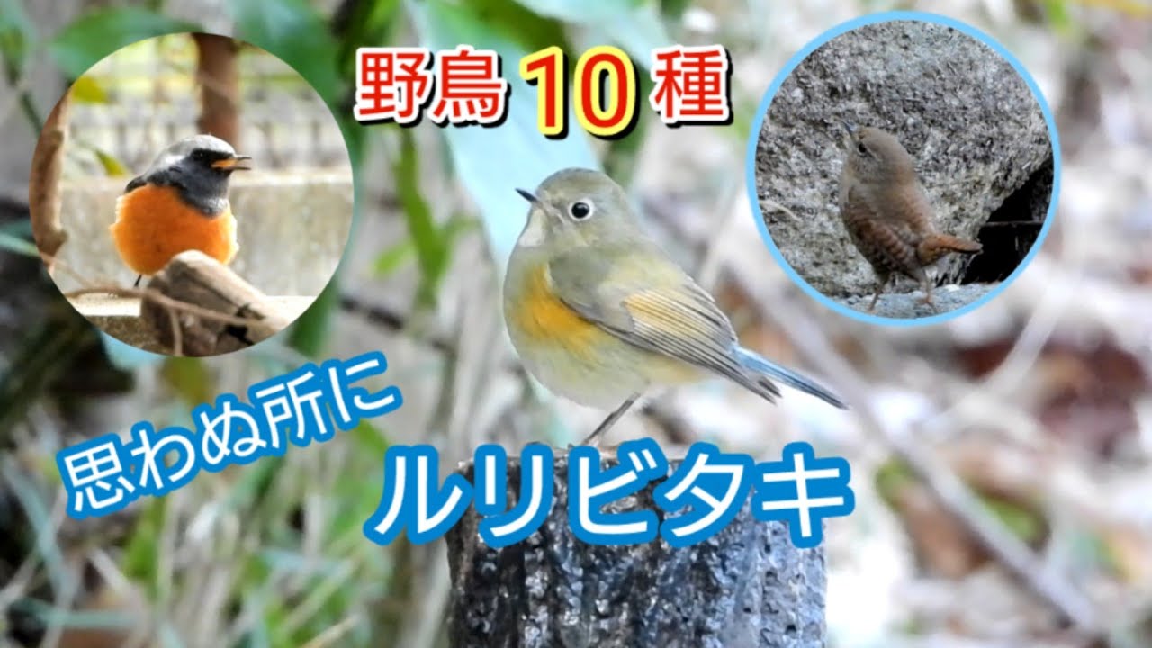 思わぬ所にルリビタキ！ 野鳥10種　ミソサザイ　ジョウビタキ　モズ　石神井公園　1月下旬頃
