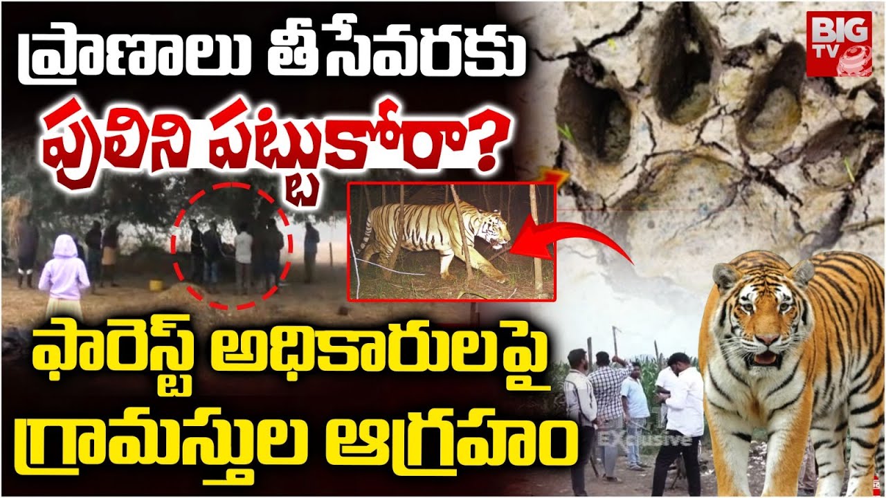 లేగ దూడపై పులి దాడి | Tiger Hulchal in Basanthapuram | Tiger News | BIGTV