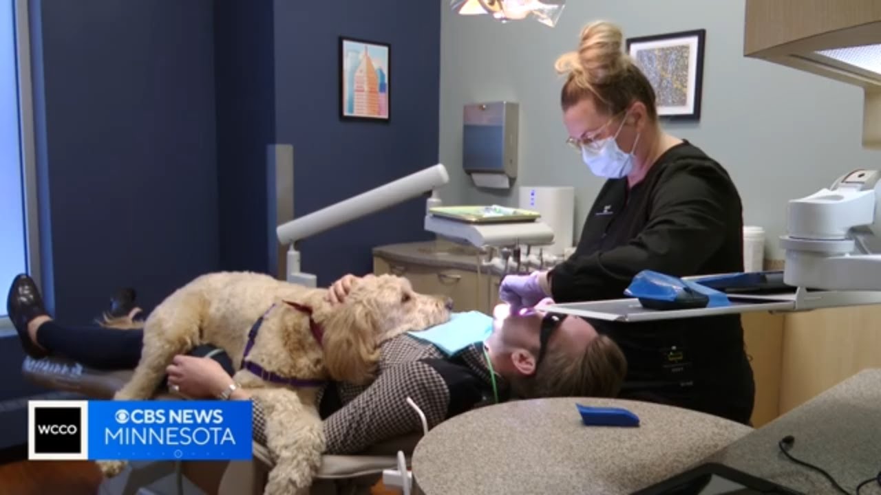 Ollie the dental dog on cuddle duty in Minneapolis
