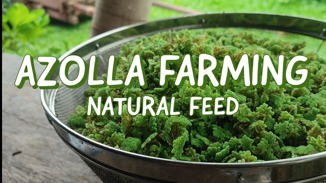 Azolla Farming In The Philippines | Crude Protein Lab Test Of Our Own Azolla 🌱🌸 Cheap Natural Feed