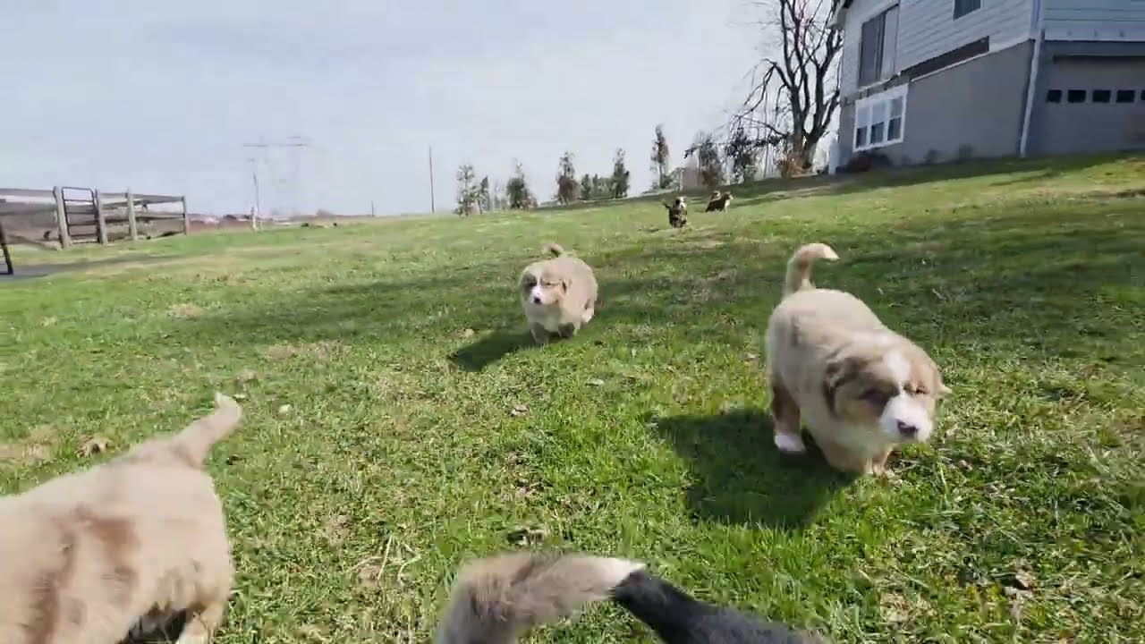 AKC Australian Shepherd Puppies 