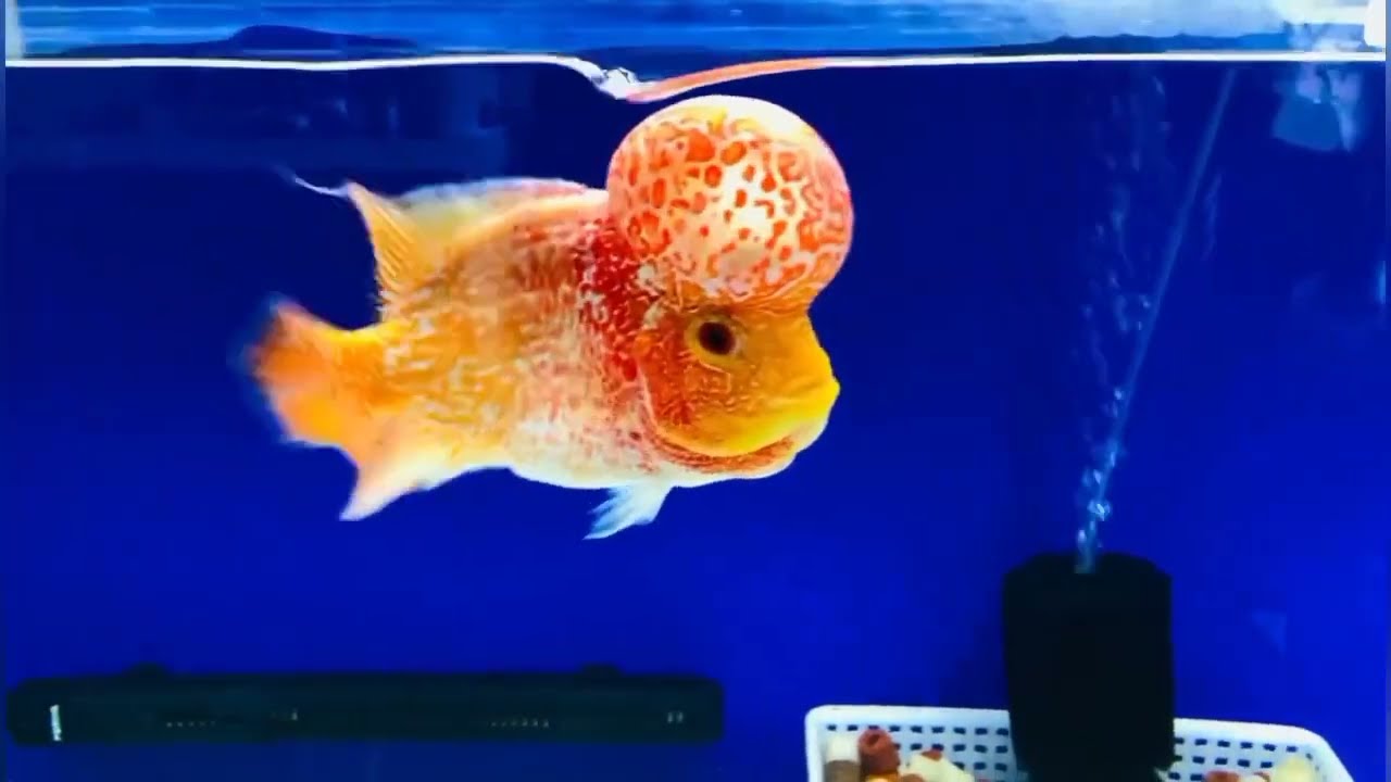 Popularrityl flowerhorn kamfa fish and beautiful aquarium
