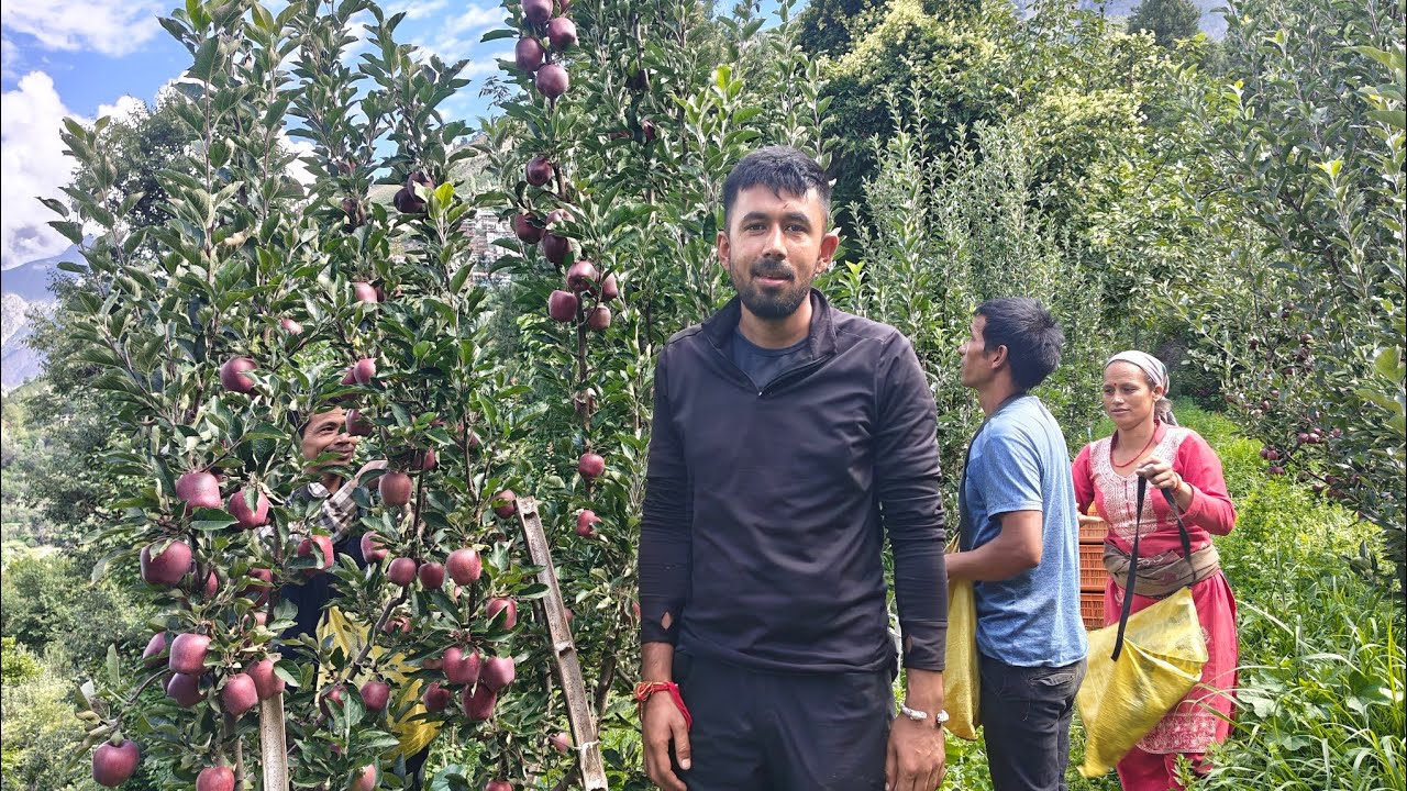 Moorang me shuru ho gya seasion ka phla seb todan|kakku orchard#Ivu vlogs