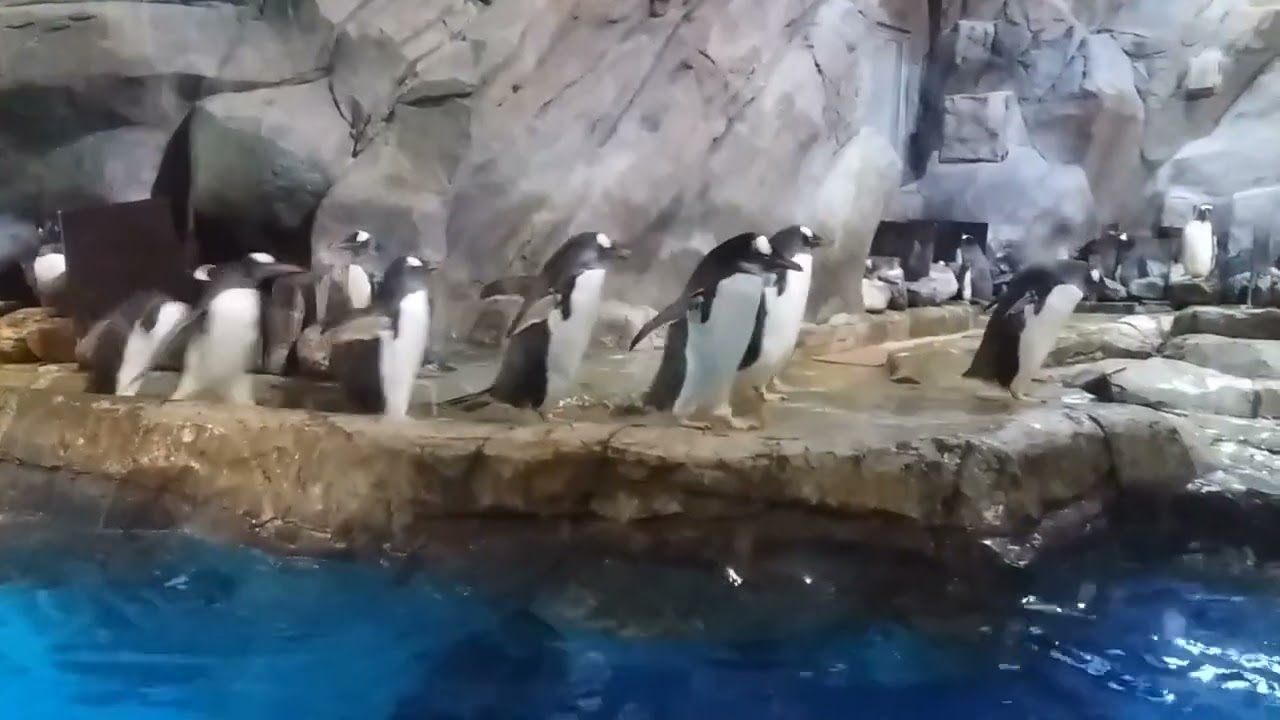 海洋公園南極奇觀｜可愛企鵝的日常瞬間