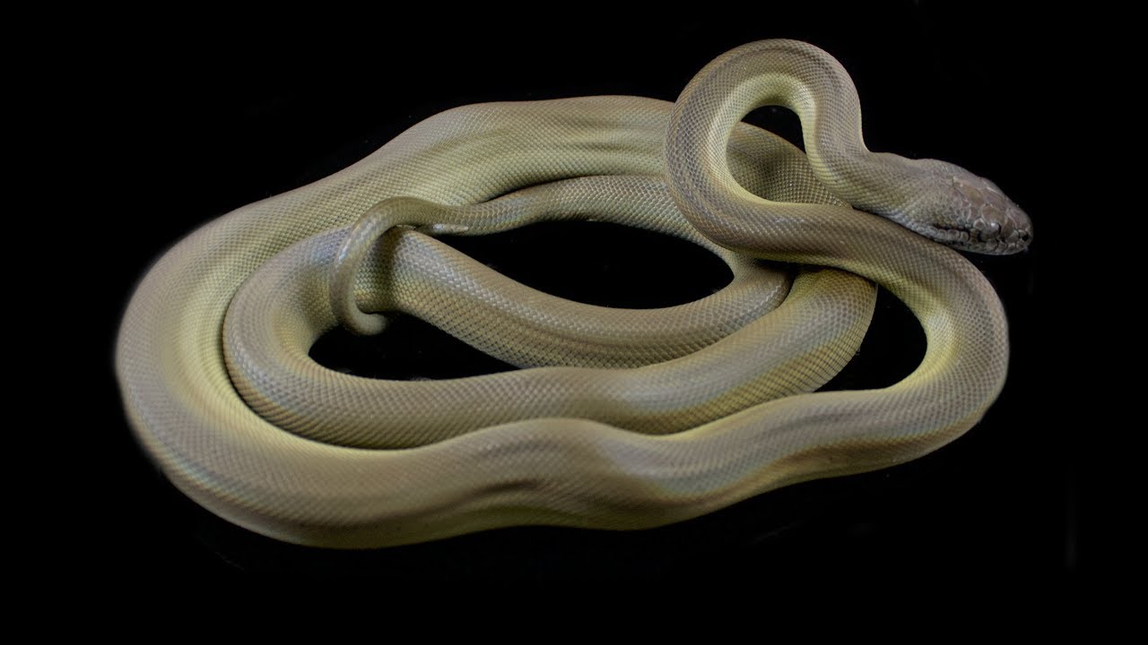Papuan, Olive pythons and Maternal incubation