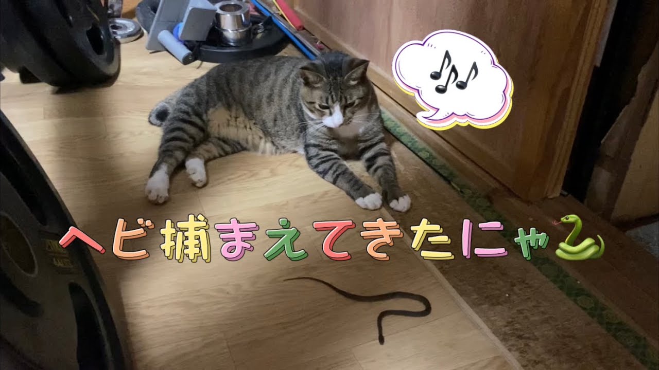 なんとうちの猫がへびを捕まえてきた🐍家の中で蛇使いを披露するマリン🙀