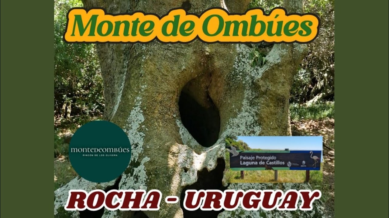 Monte de Ombúes - Rocha (agrupación más grande del mundo)
