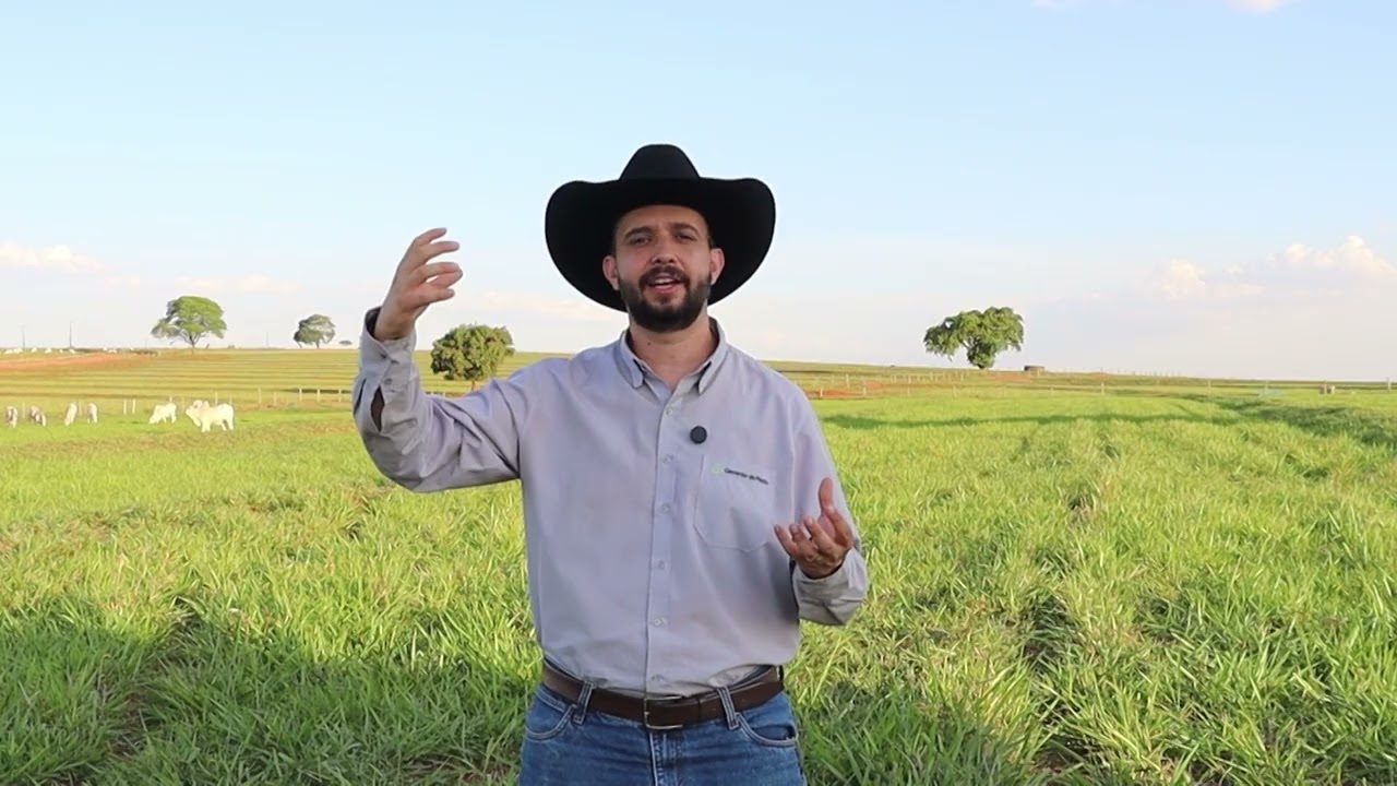 CAPIM HUMIDÍCOLA: ESTAS TÉCNICAS VÃO TURBINAR E GARANTIR QUE ELE FIQUE MAIS VERDE E PRODUTIVO