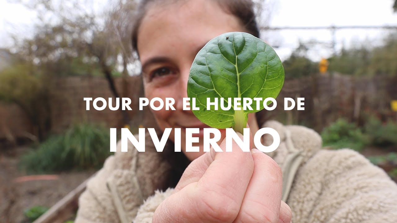 Tour por el Huerto de Invierno | Popurrí de Gallinas y Champiñones