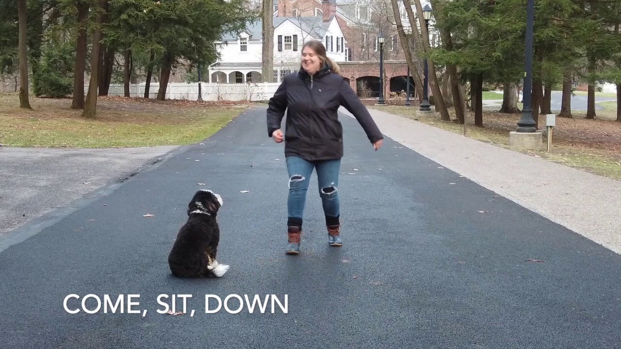 Best Dog Training Toledo, Ohio! 10 Month Old Mini Bernedoodle, Delilah!