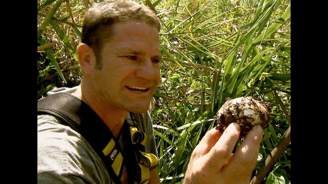 Saltwater Crocodile Protects Her Nest | Deadly 60 | BBC Earth