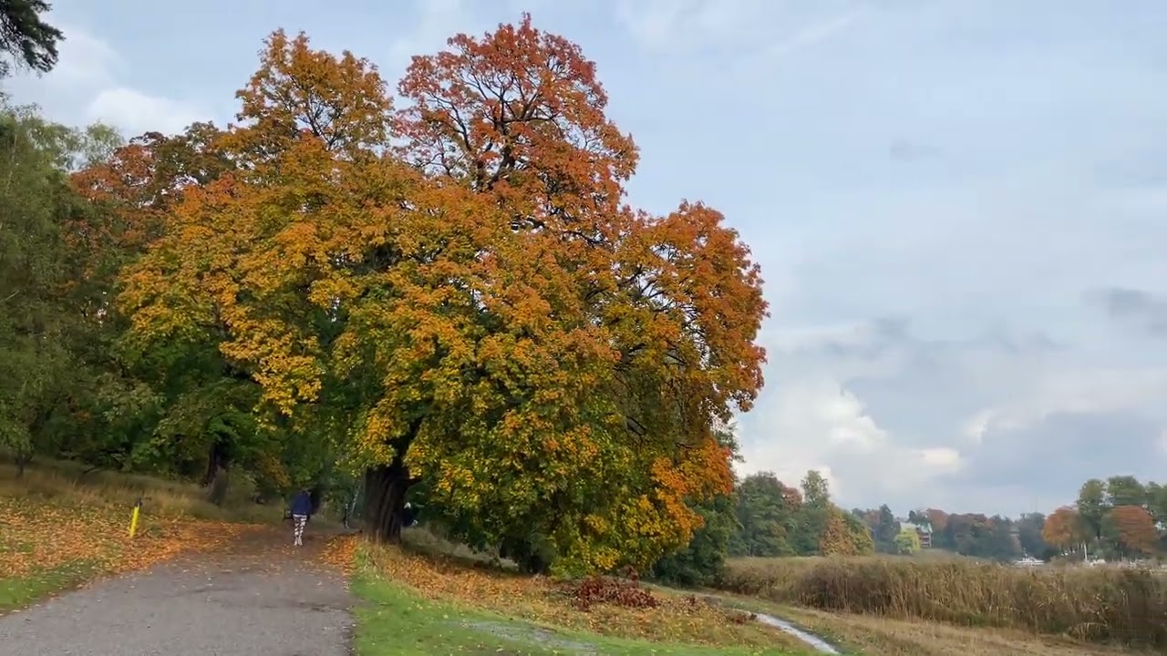 Stockholm Walks: Hagaparken. Popular oasis for locals. October colors, rainy and relaxed (4K 60fps)