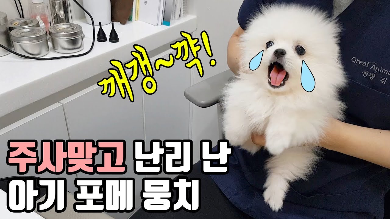 개엄살 강아지 뭉치의 주사맞기/손만 댔을 뿐인데ㅋㅋㅋ