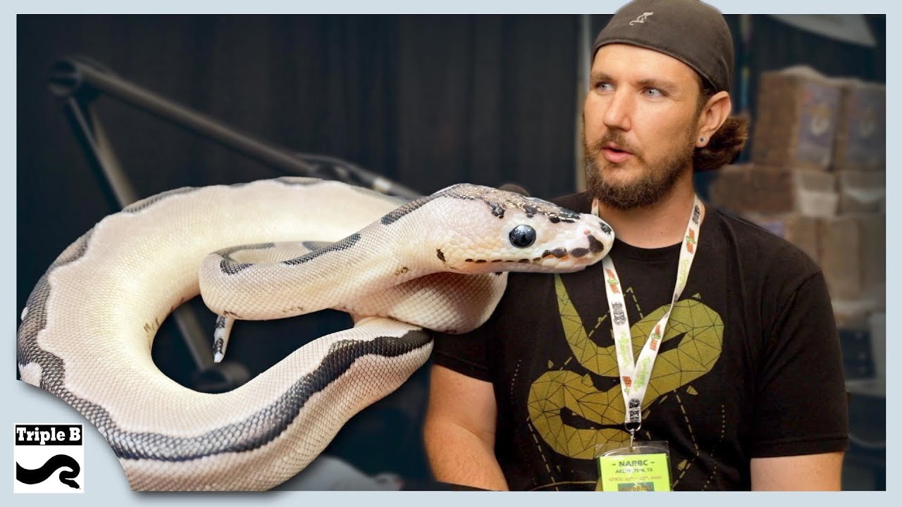 Enchi Axanthic Clown Ball Python with Colby Nelson of Bushhill Reptiles || Ep.239
