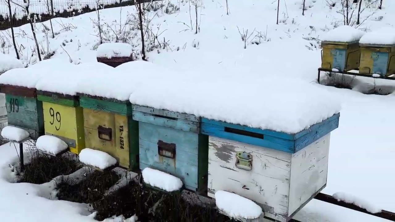 05.01.2026 A venit iarna ❄️🐝